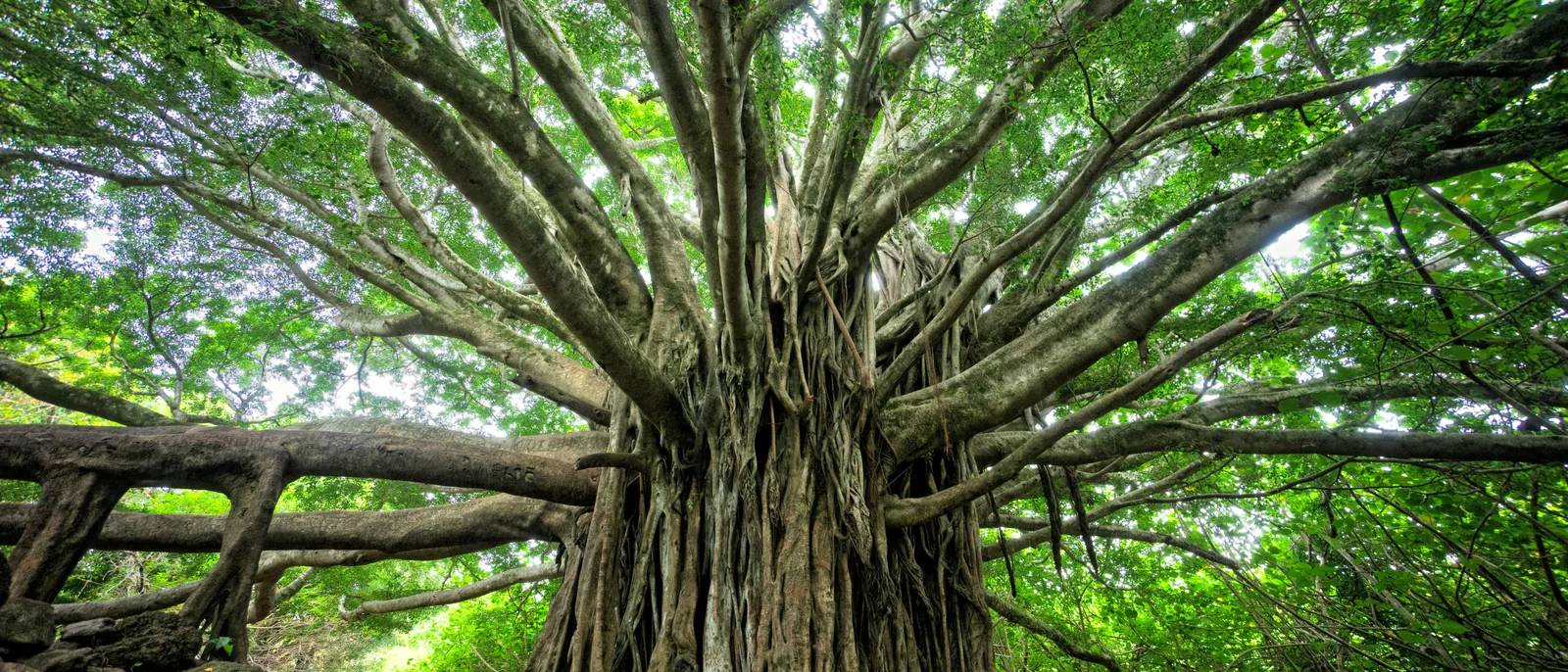 An old banyan tree, roots and branches spreading outward in every direction
