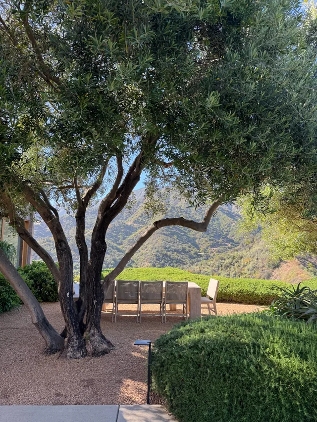 Long dining table set under an old olive tree with mountain views