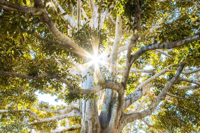 A great fig tree with buttress roots spreading in every direction, sunlight breaking through its branches