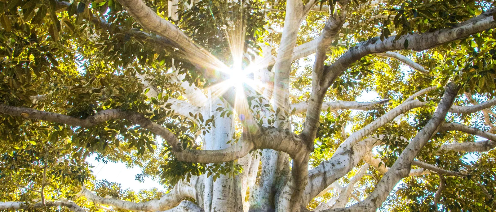 Sunlight breaking through the branches of a great fig tree