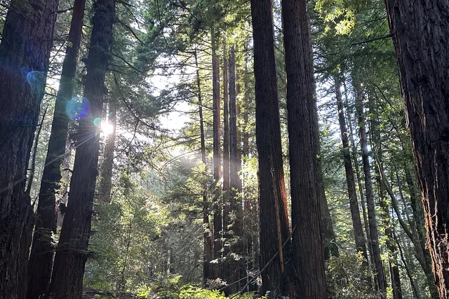 Sunlight through coast redwoods